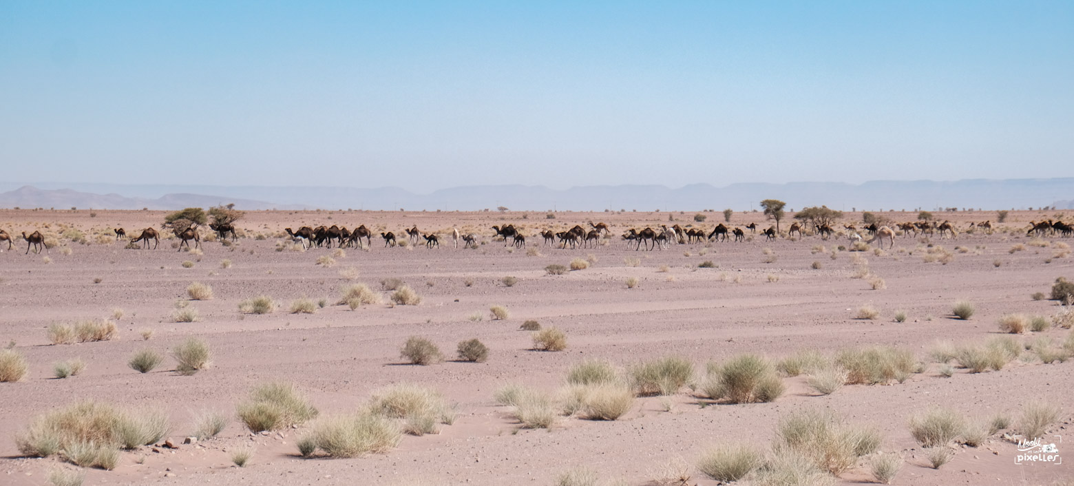 troupeau de dromadaire au maroc